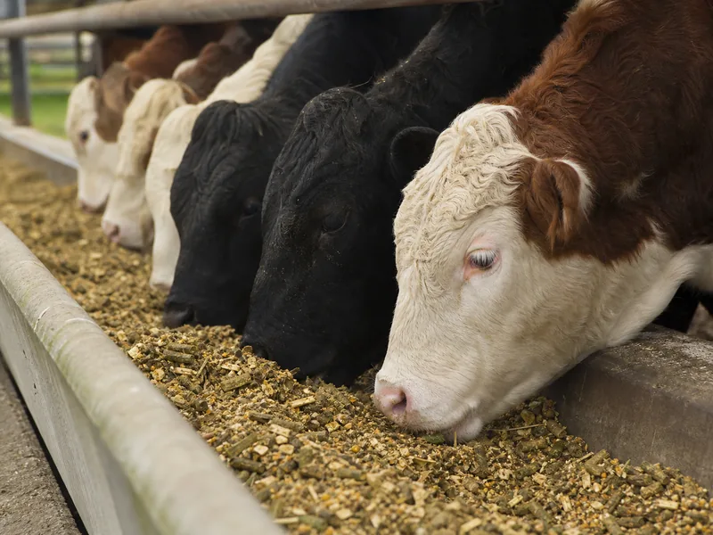 Cattle Feed