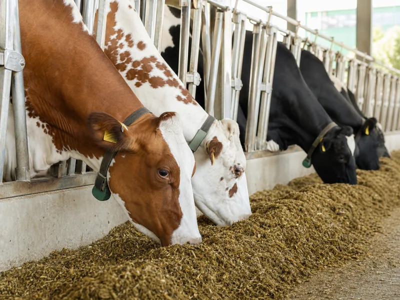 Dairy Feed
