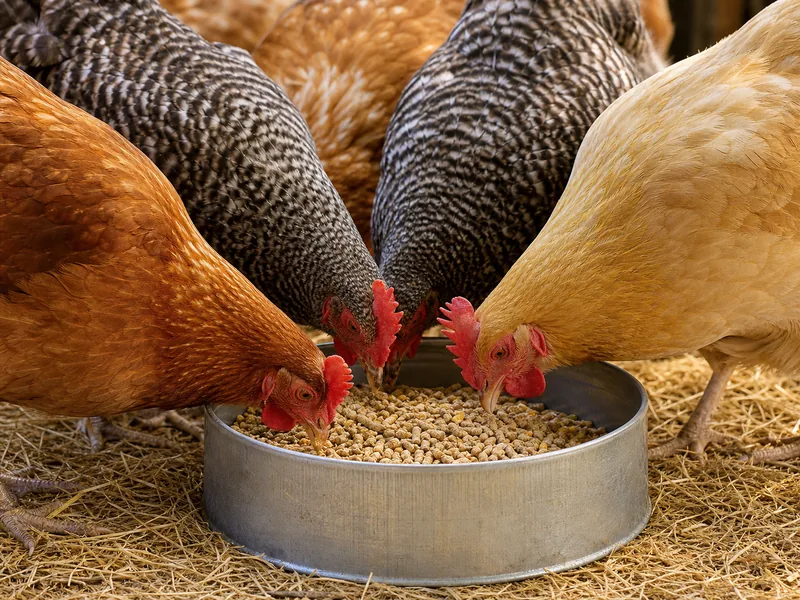 Poultry Feed